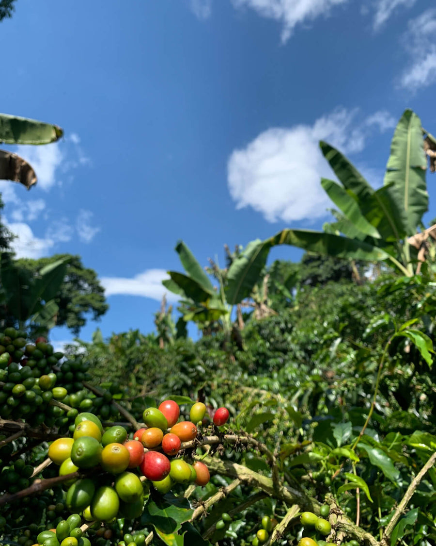 Colombia Finca Santa Monica Lychee Macerated