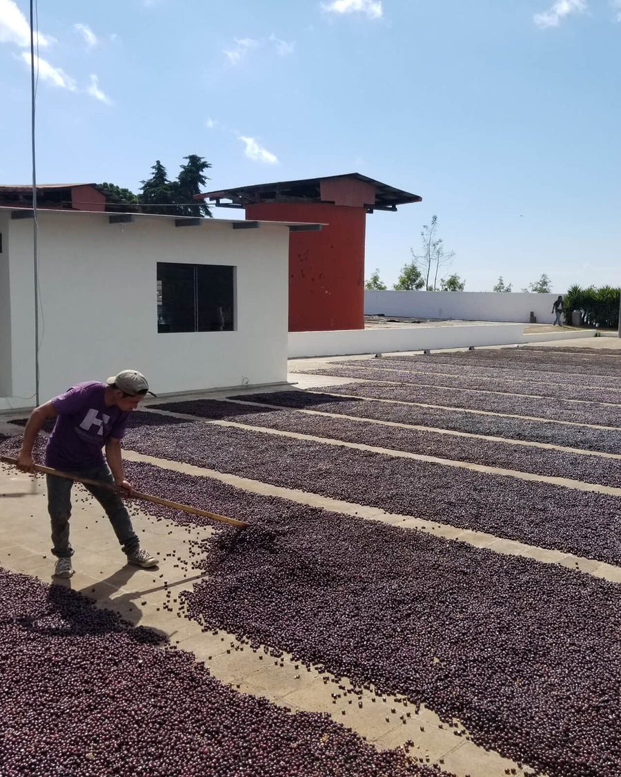 Natural-process coffee drying at Los Pirineos in El Salvador | Equator Coffees