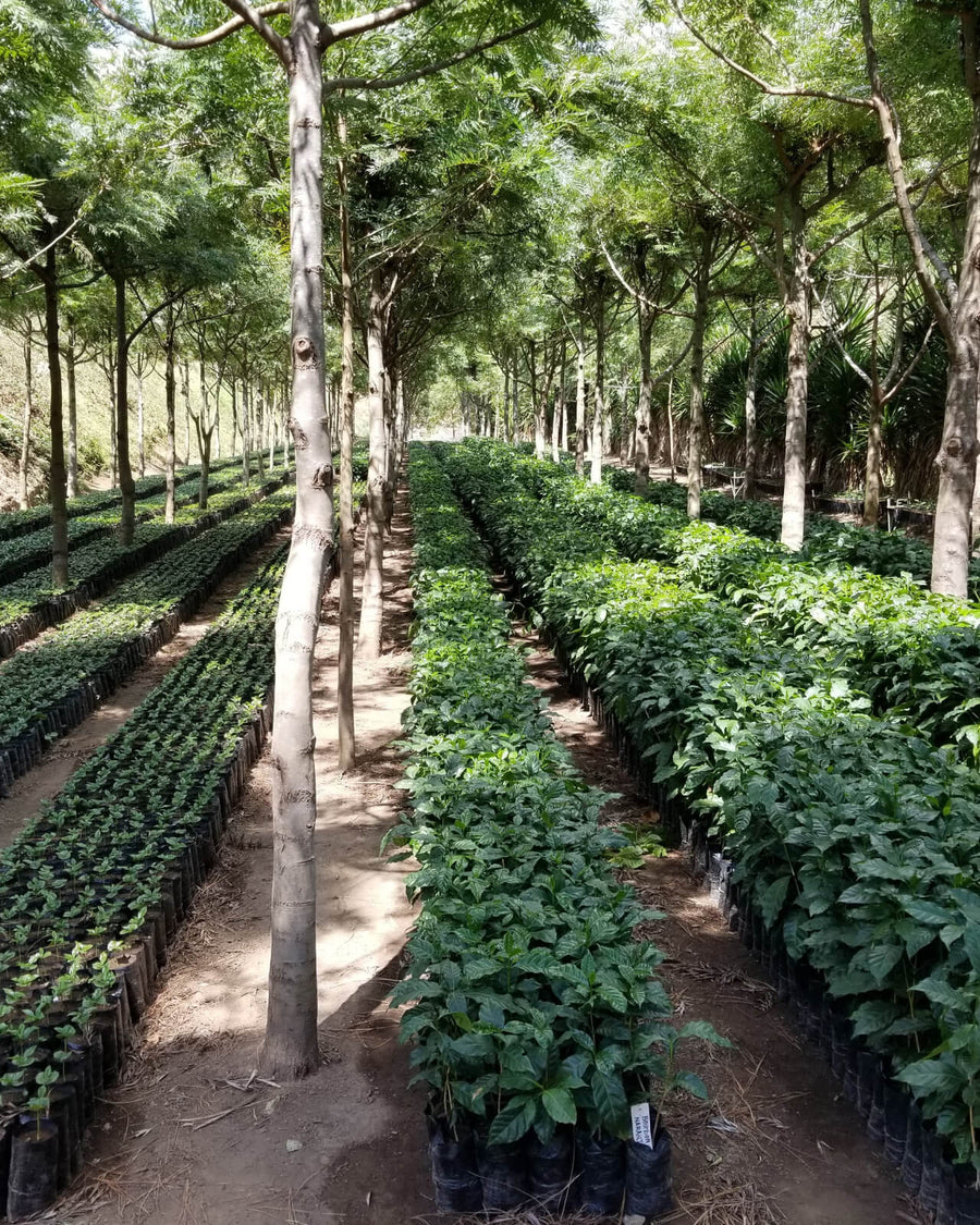 Shade-protected coffee nursery at Los Pirineos in El Salvador | Equator Coffees