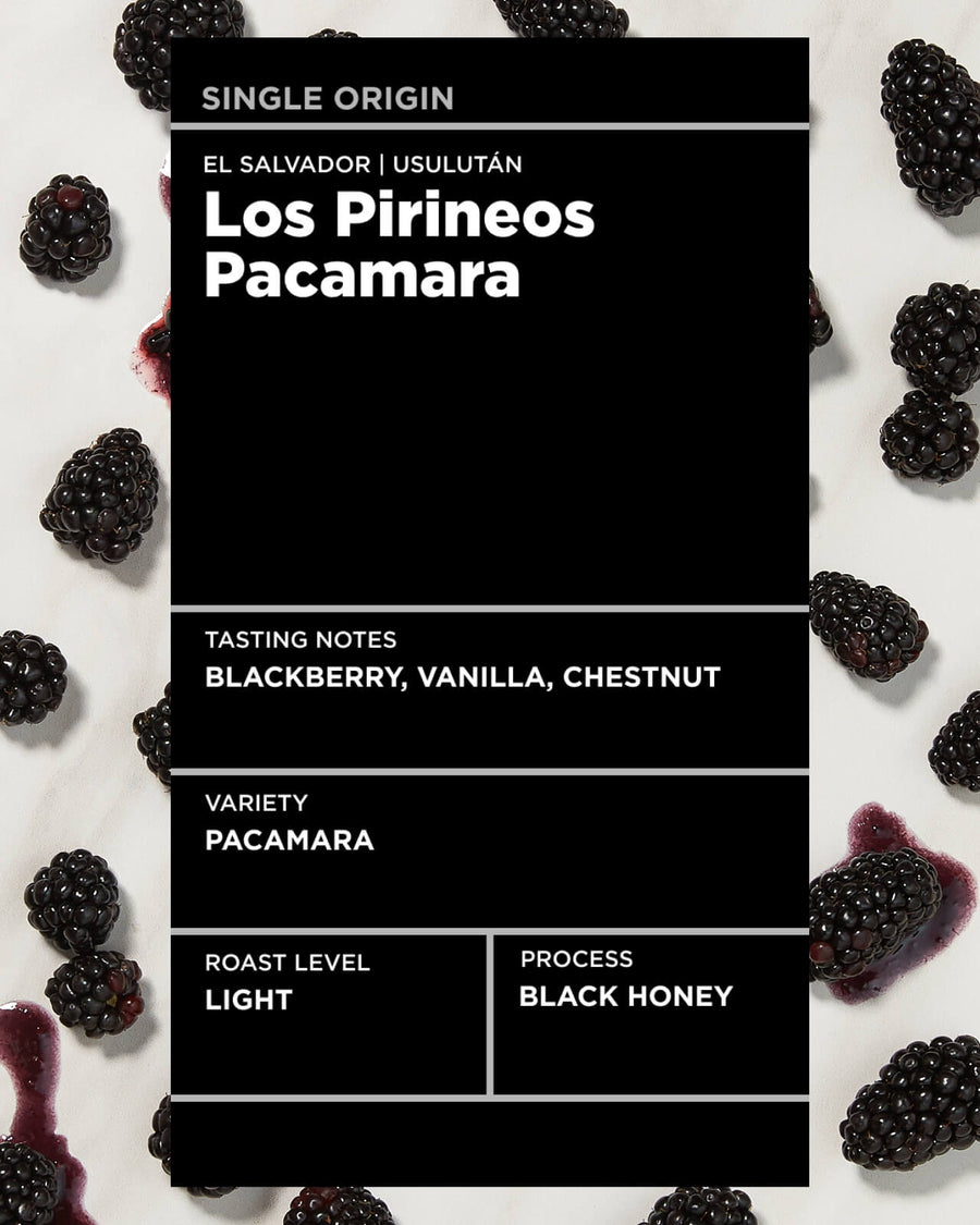 El Salvador Los Pirineos Pacamara Black Honey