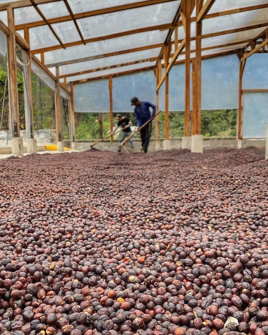 Natural-process coffee drying at El Injerto in Guatemala | Equator Coffees