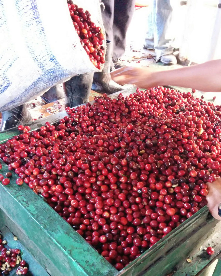 Sorting fresh coffee cherries at El Injerto in Guatemala | Equator Coffees