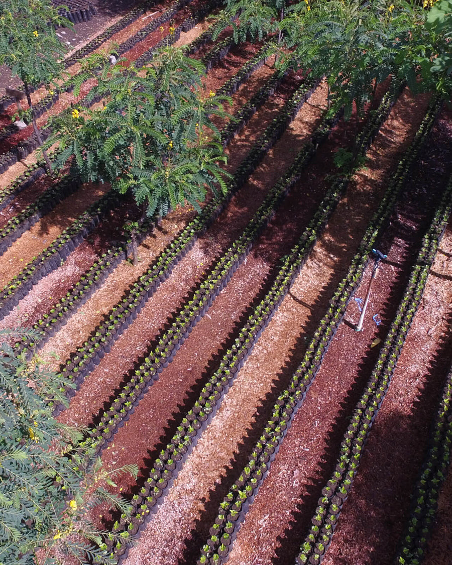 Coffee cultivation at El Injerto in Guatemala | Equator Coffees