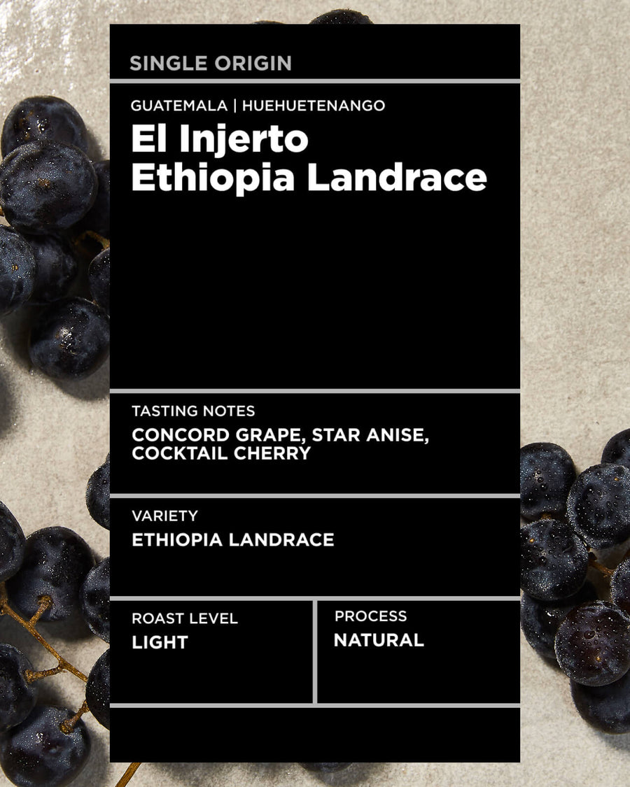 Guatemala El Injerto Ethiopia Landrace Natural