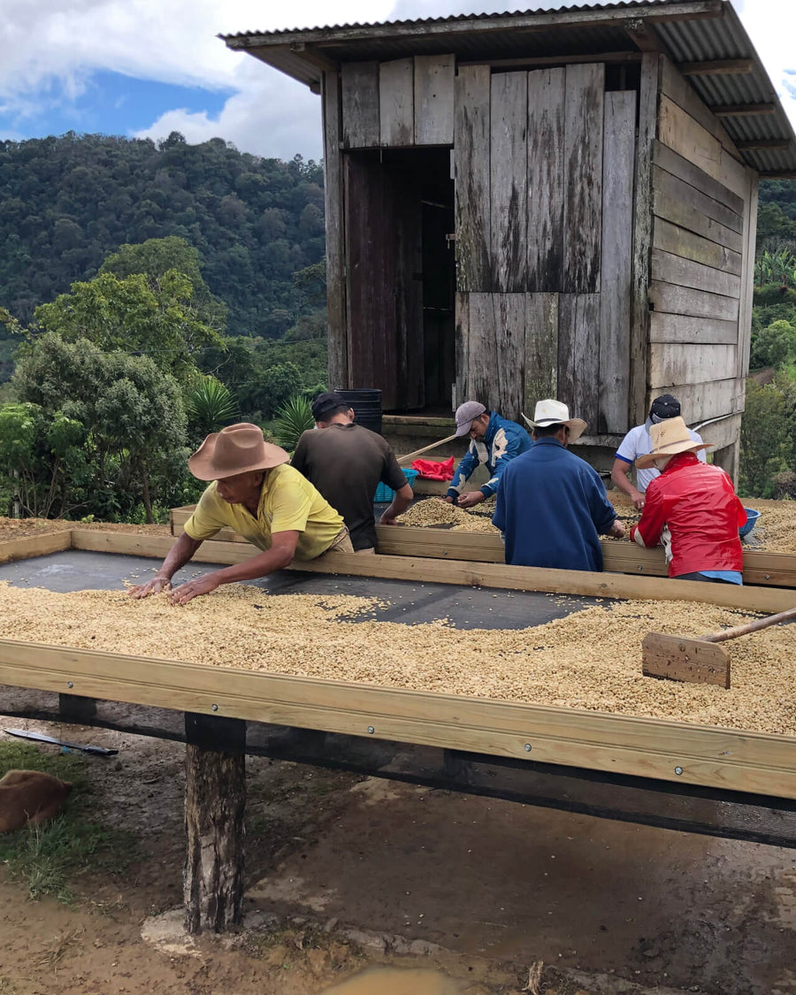 Sorting coffee on drying beds on El Milagro in Honduras | Equator Coffees