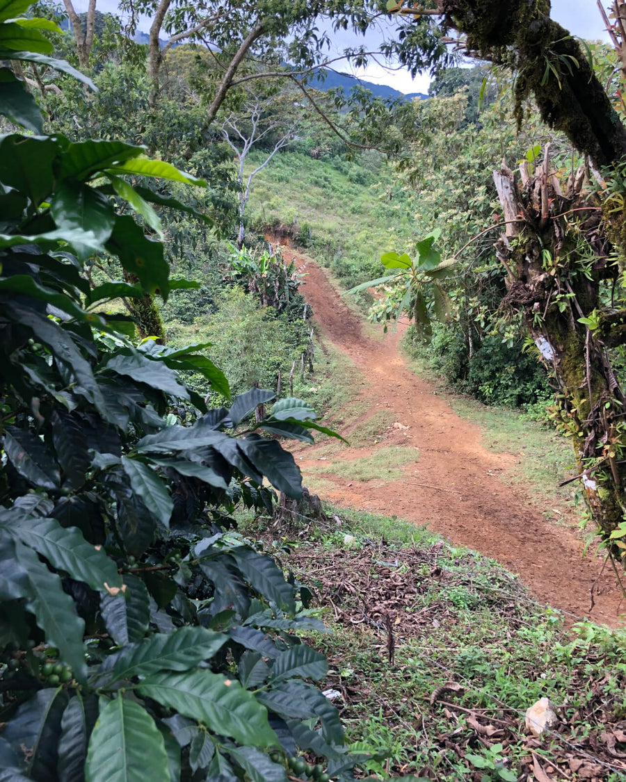 The road to El Milagro coffee arm in Honduras | Equator Coffees