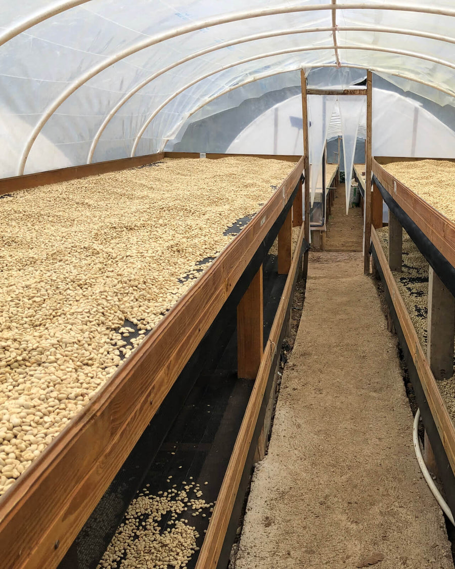 Coffee drying beds on El Milagro coffee farm in Honduras | Equator Coffees