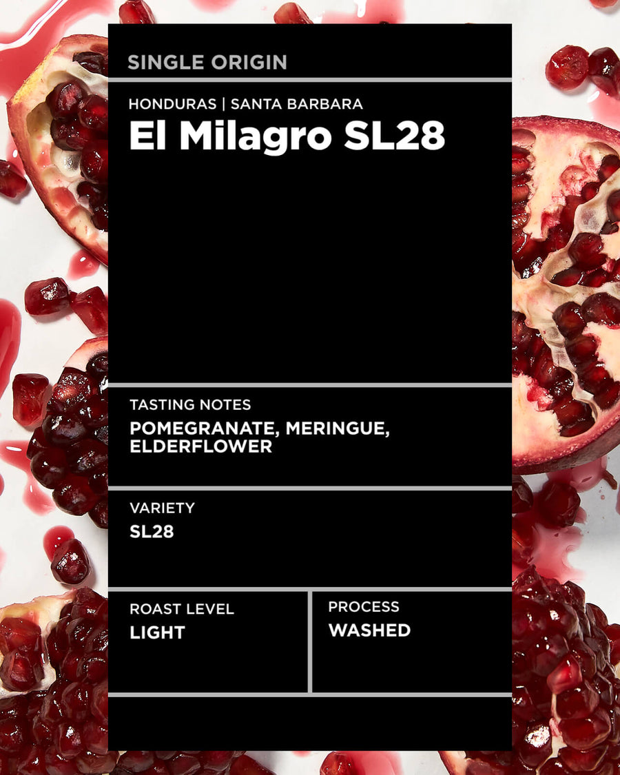 Honduras El Milagro SL28 | SL28 Coffee | Coffee from Santa Barbara in Honduras | Light Roast Single Origin Coffee | Equator Coffees