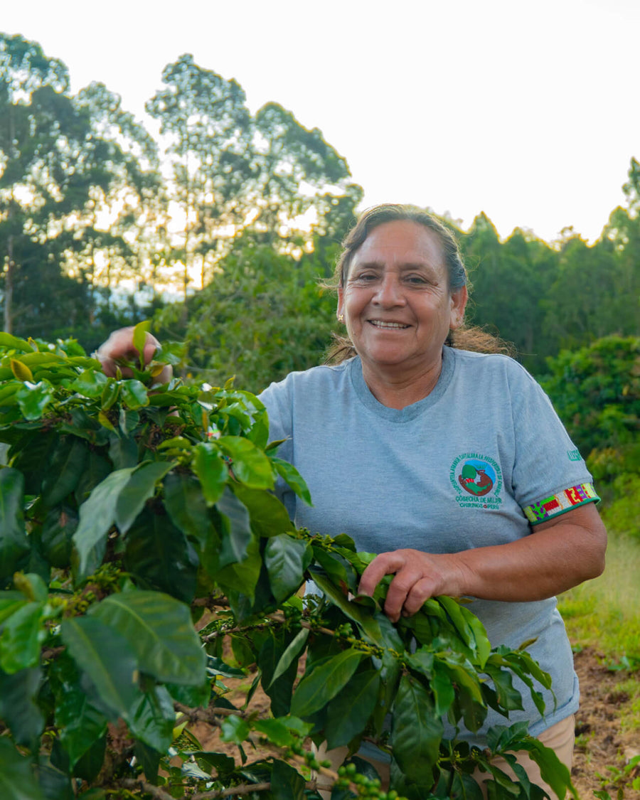 In the coffee fields of Prosperidad de Chirinos in Peru | Equator Coffees