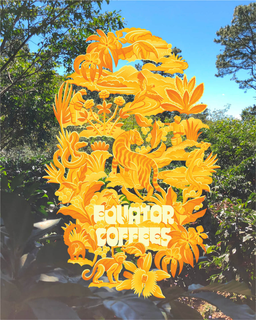 Golden Hour Blend | Summertime Blend | Summer Coffee Blend | Equator Seasonal Blend | Medium Light Roast Coffee | Morning sunlight at COMUCAP in Honduras | Equator Coffees